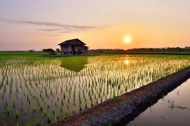 Lúa tôm dưỡng sinh
